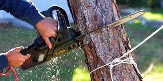 Best Tree Maintenance Programs  in Second Mesa, AZ
