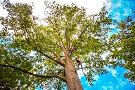How Our Tree Care Process Works  in  Second Mesa, AZ