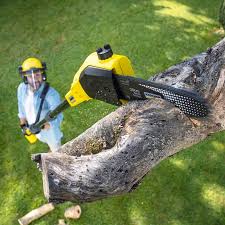 Tree and Shrub Care in Second Mesa, AZ