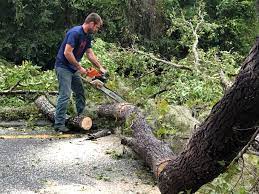 Best Hazardous Tree Removal  in Second Mesa, AZ