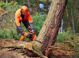 Best Tree Mulching  in Second Mesa, AZ