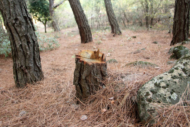Best Commercial Tree Services  in Second Mesa, AZ