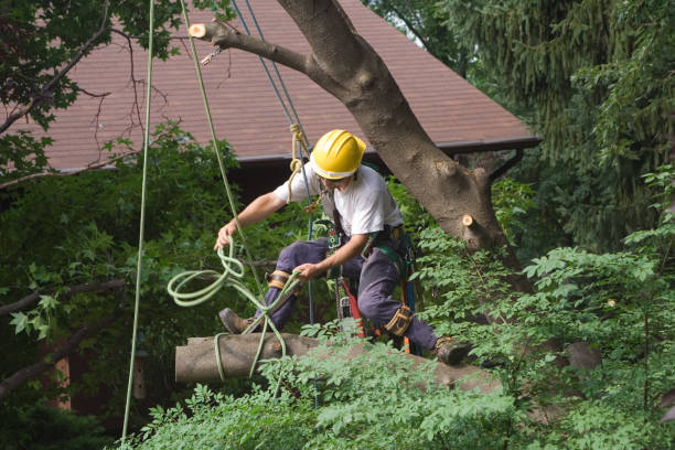 Best Tree Health Inspection  in Second Mesa, AZ