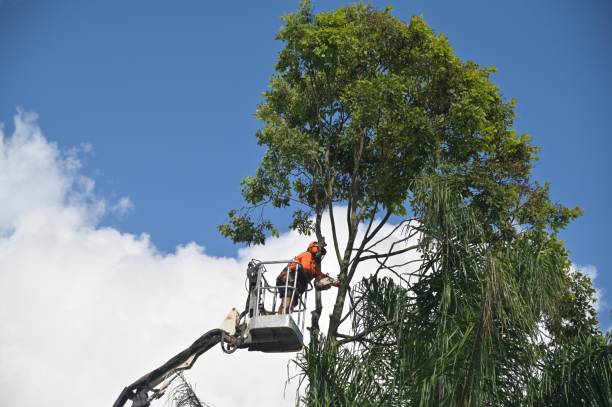 Best Lawn Watering Services  in Second Mesa, AZ