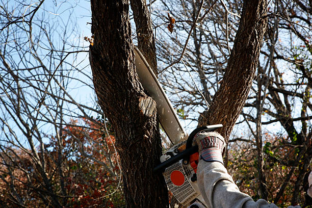 Best Tree Cabling and Bracing  in Second Mesa, AZ